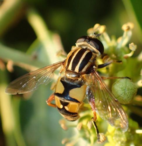 Réf. 190 277 : Helophilus pendulus